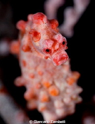 bargibanti seahorse by Giancarlo Zambelli 